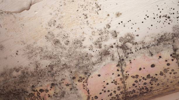 Best Mold Prevention Services  in Colquitt, GA